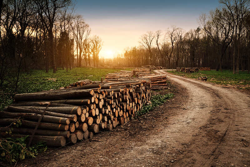 Reconnaître un bon combustible bois