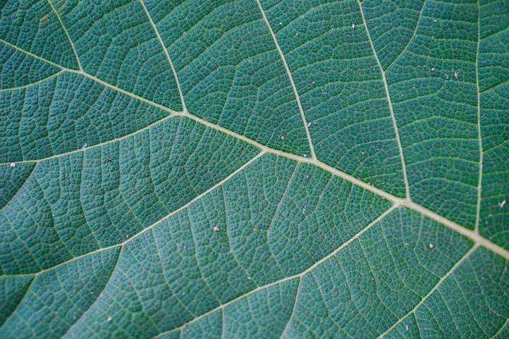 feuille verte