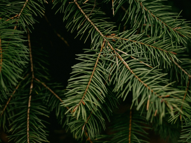 Le sapin comme bois de chauffage : peut-on vraiment le brûler en cheminée ?