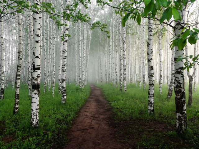 Le bouleau est-il un bon bois de chauffage ?