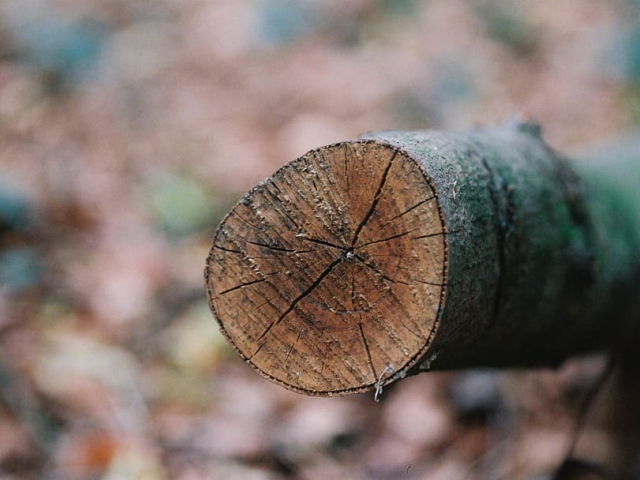 Apprenez à bien scier votre bois de chauffage