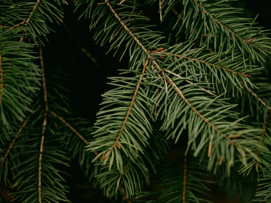 Le sapin comme bois de chauffage : peut-on vraiment le brûler en cheminée ?
